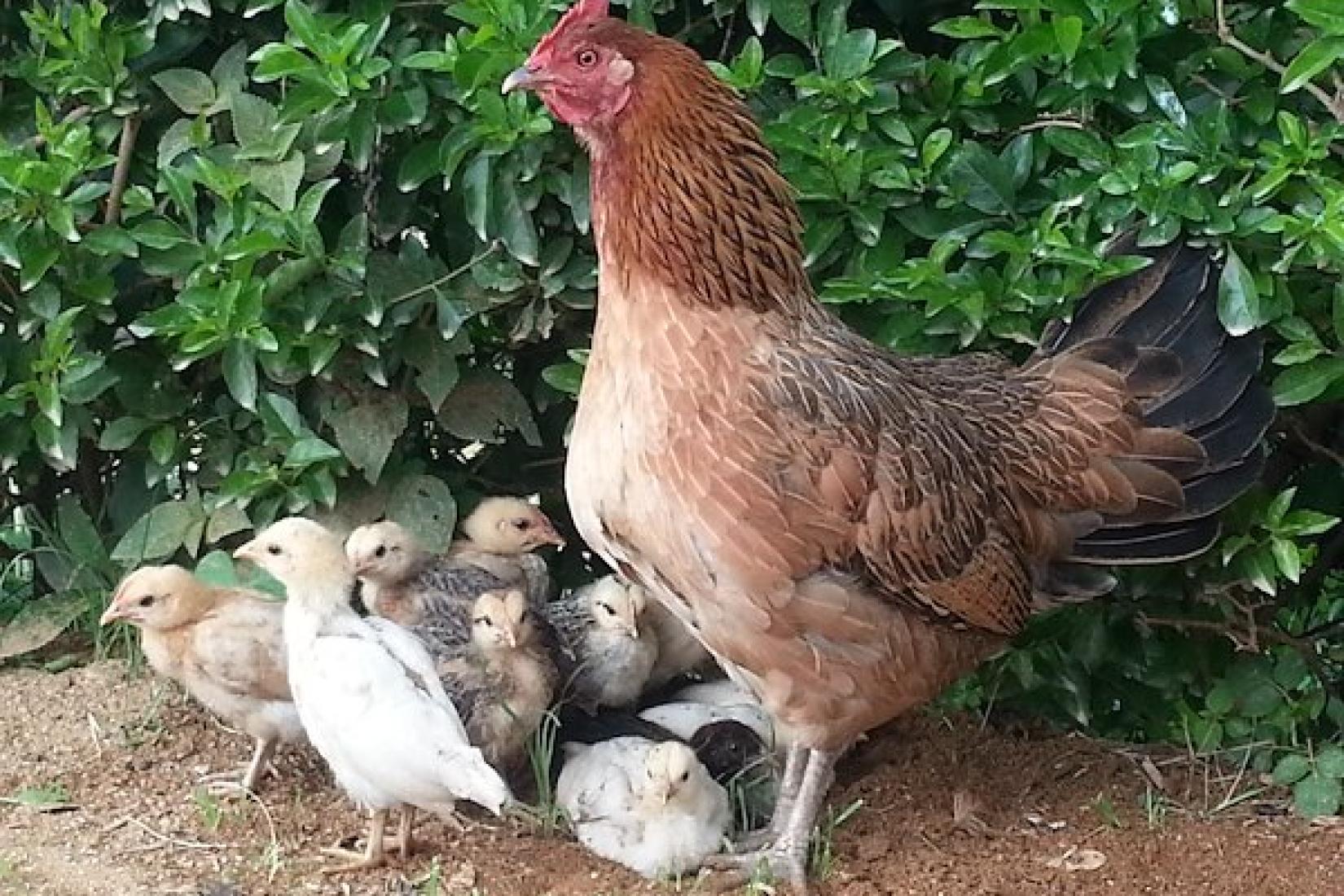 Village hen and chicks, Hautoho village, Remexio. Village chickens go broody and have a strong maternal instinct, allowing flocks to self-propagate.