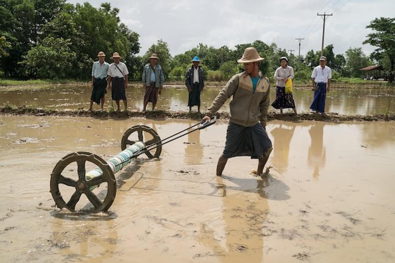 A drum seeder demonstration in the Daik Oo township.  Photo: ACIAR/Conor Ashleigh