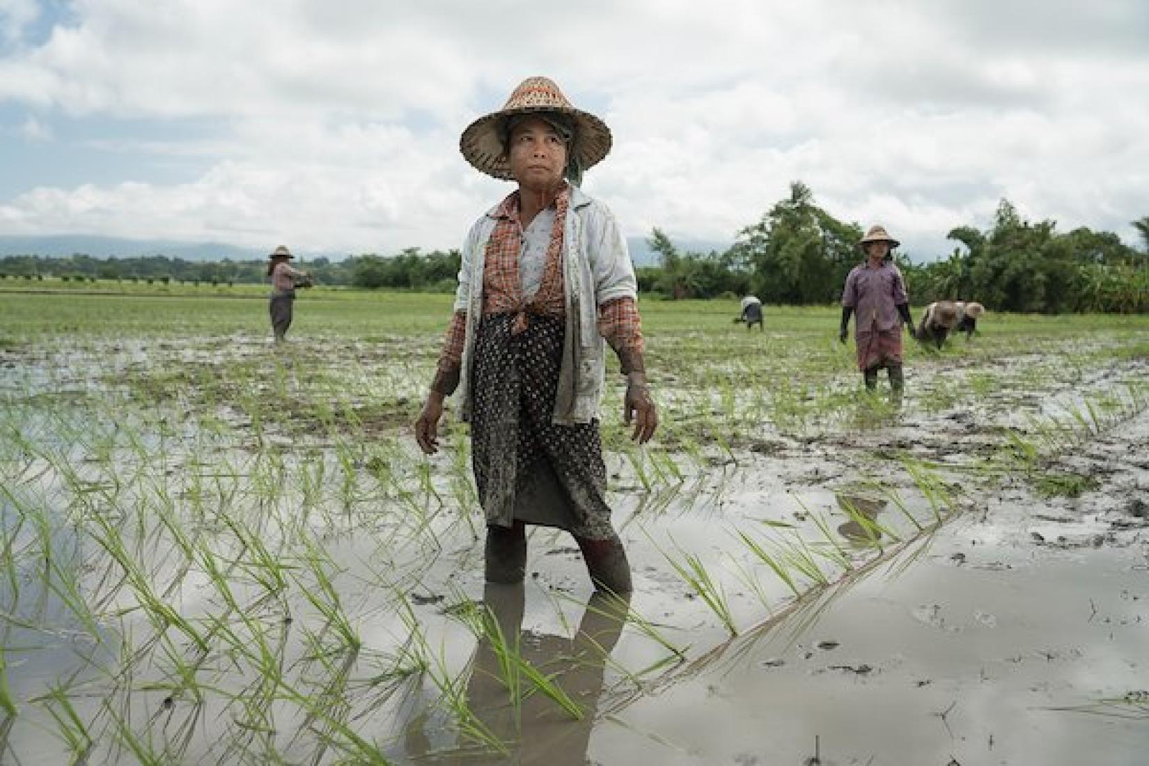 A labourer pauses while manually transplanting rice seedlings in Naypyidaw. Photo: ACIAR/Conor Ashleigh