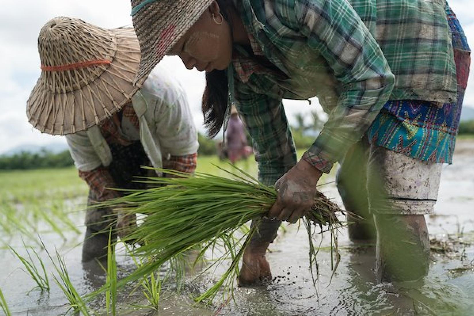 Labourers manually transplant rice seedlings in Naypyidaw. Image: ACIAR/Conor Ashleigh