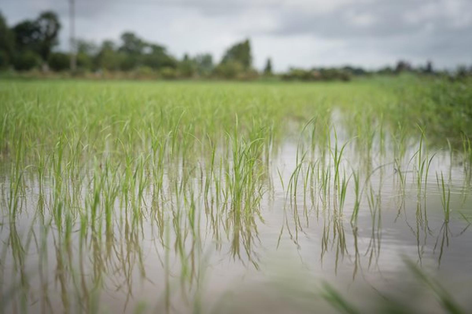 Drum seeder rice seedlings in Bago Region. Photo: ACIAR/Conor Ashleigh