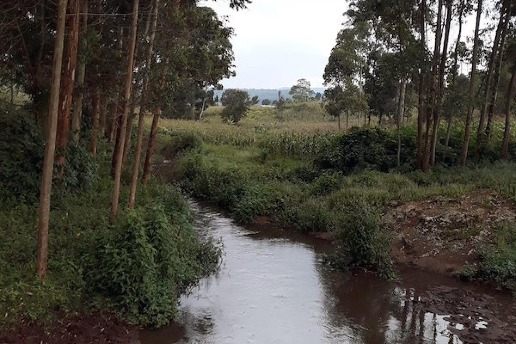Nile tributary with Eucalyptus strips at Tegeres village in Kapchorwa district, Uganda. Image: Jason Alexander