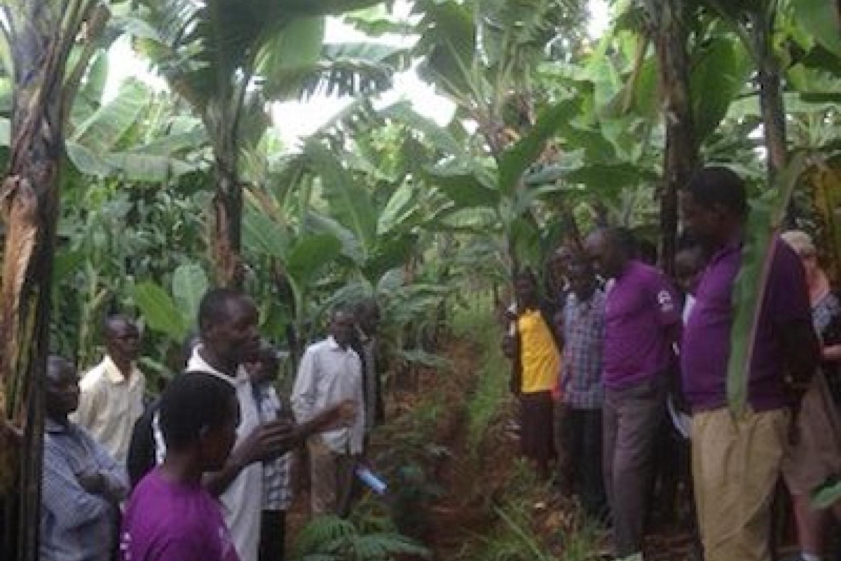 Inspecting soil conservation works and fodder shrubs within banana-coffee plantings. Image: Jason Alexandra