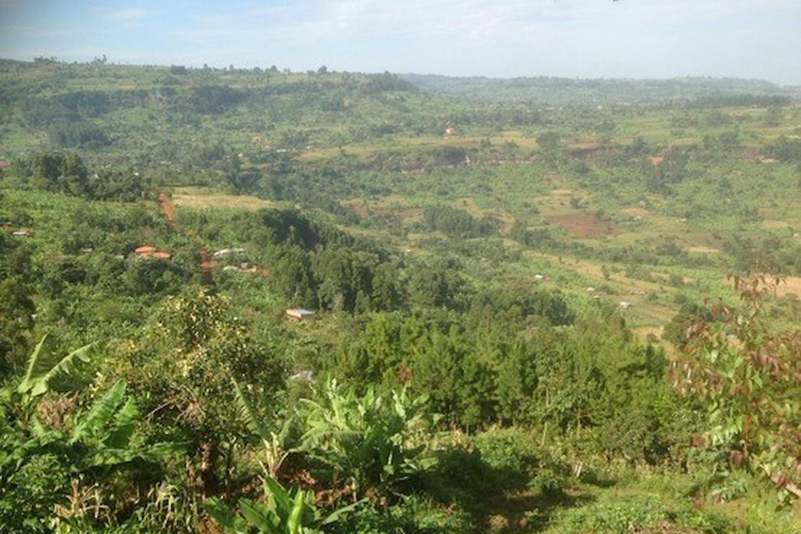 Slopes of Mt Elgon below Kapchorwa note intensive agroforestry in foreground. Image: Jason Alexandra