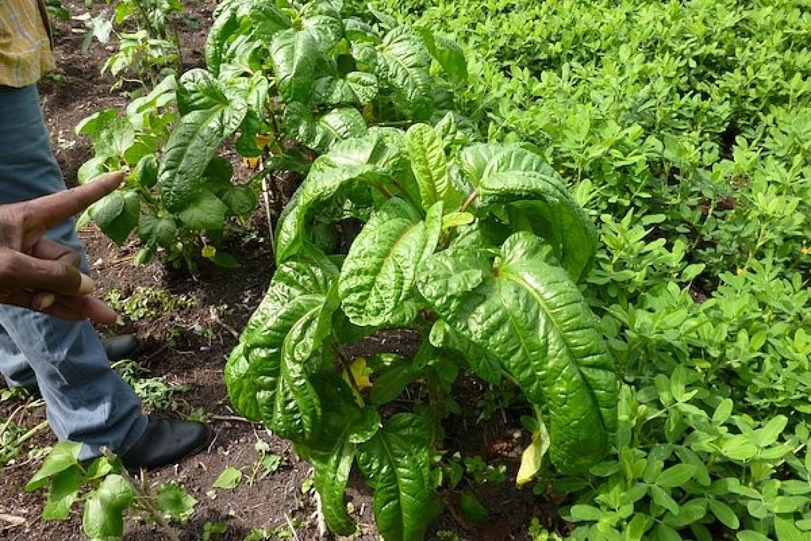 Aibika being is being grown by smallholder farmers in Papua New Guinea. Image: George Curry