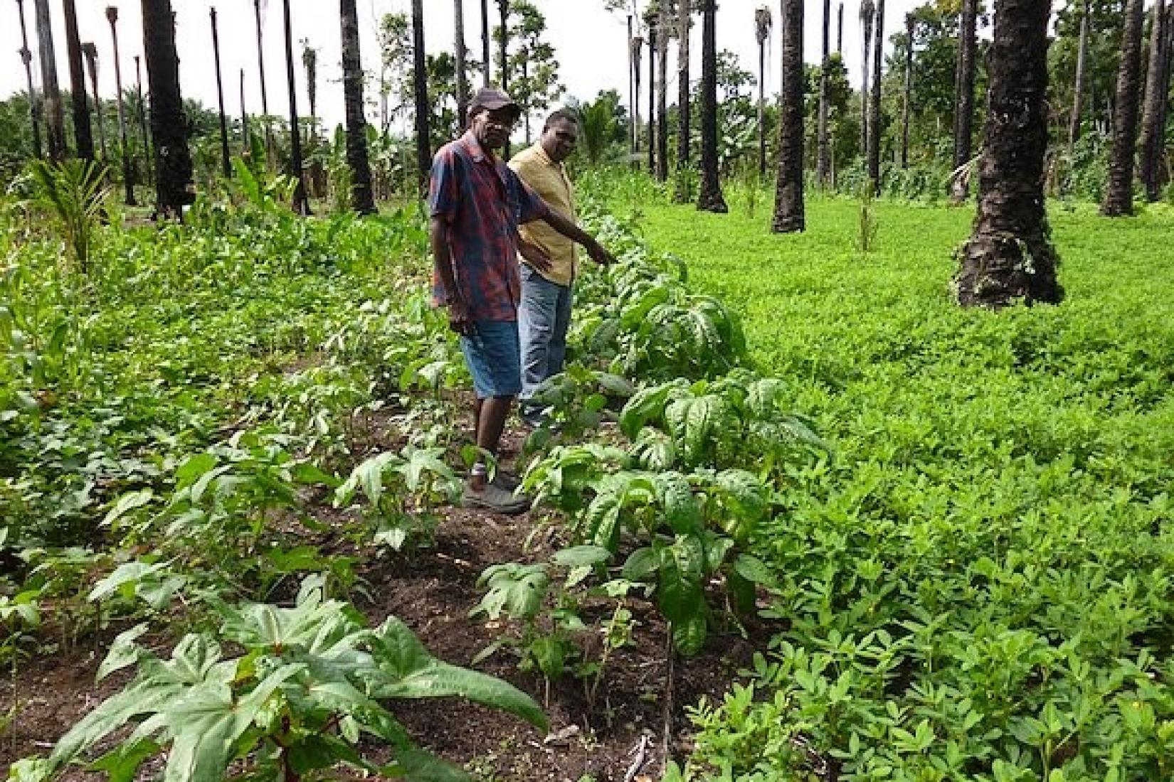 Aibika farmers with their crop in Papua New Guinea. Image: George Curry