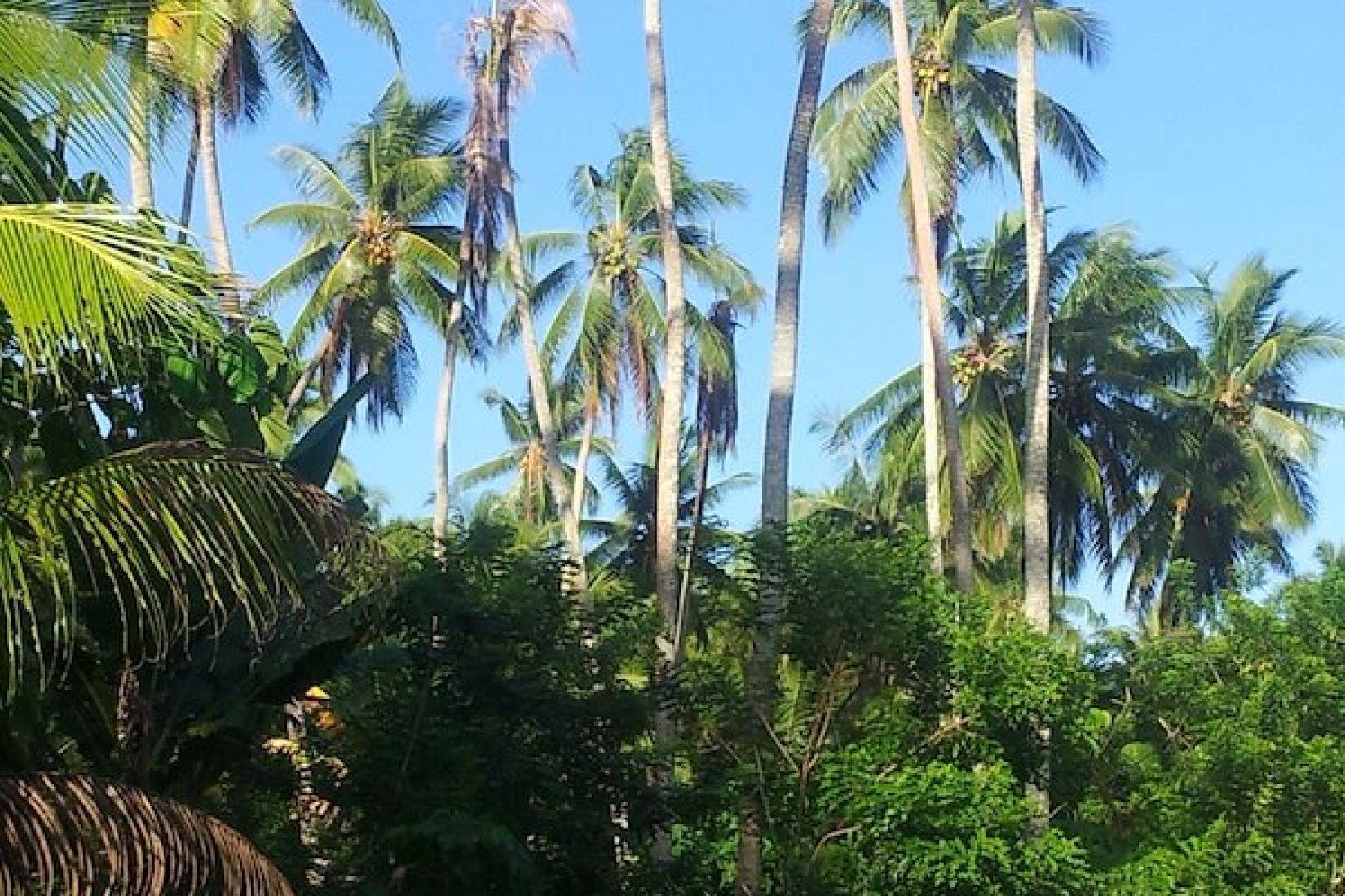 Coconut trees showing the tell-tale signs of BCS.