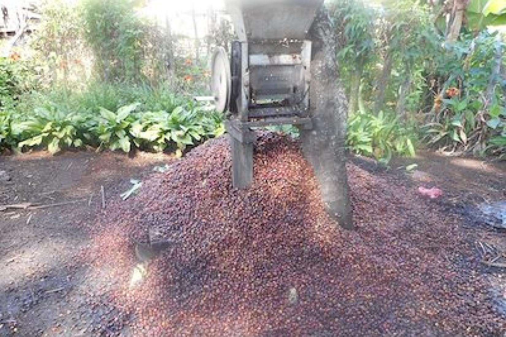 Nutrient rich coffee pulp left at the pulping station to decompose.
