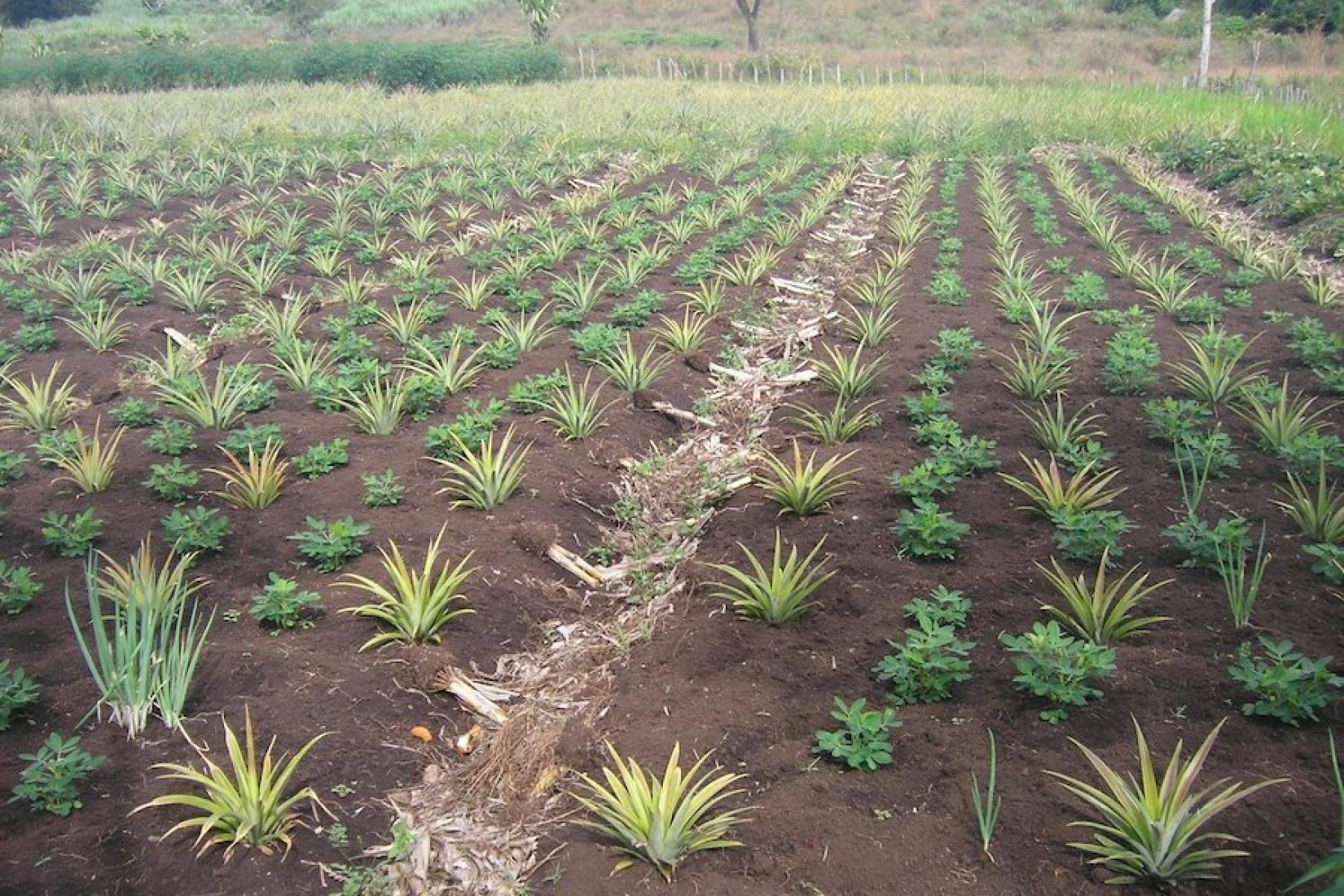 Pineapple planting intercropped with peanut and spring onion. Photograph: Mike Webb