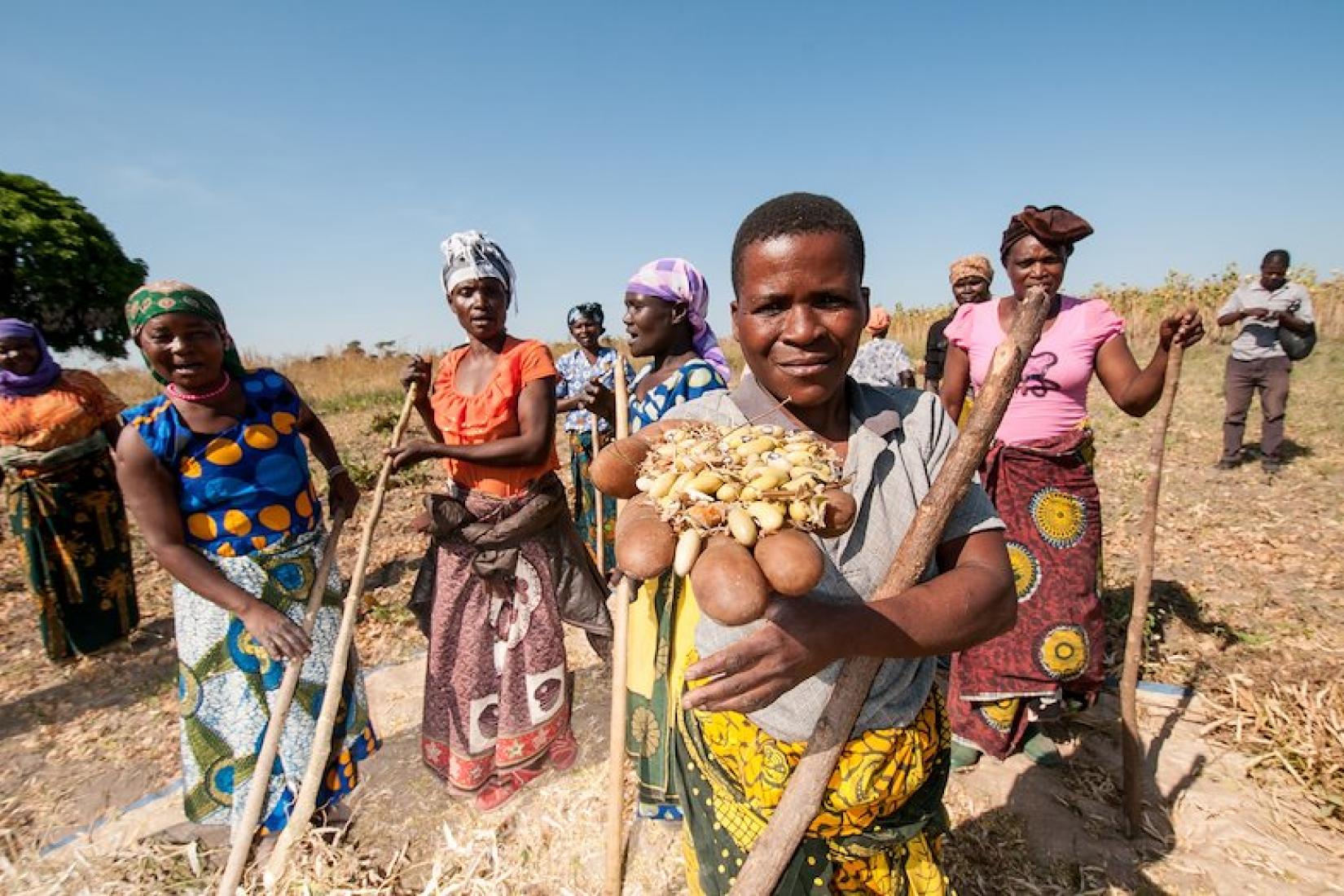 Bean power Tanzania. Uyole 03 is an improved variety helping farmers improve their lives and empowering women. Credit: Georgina Smith CIAT