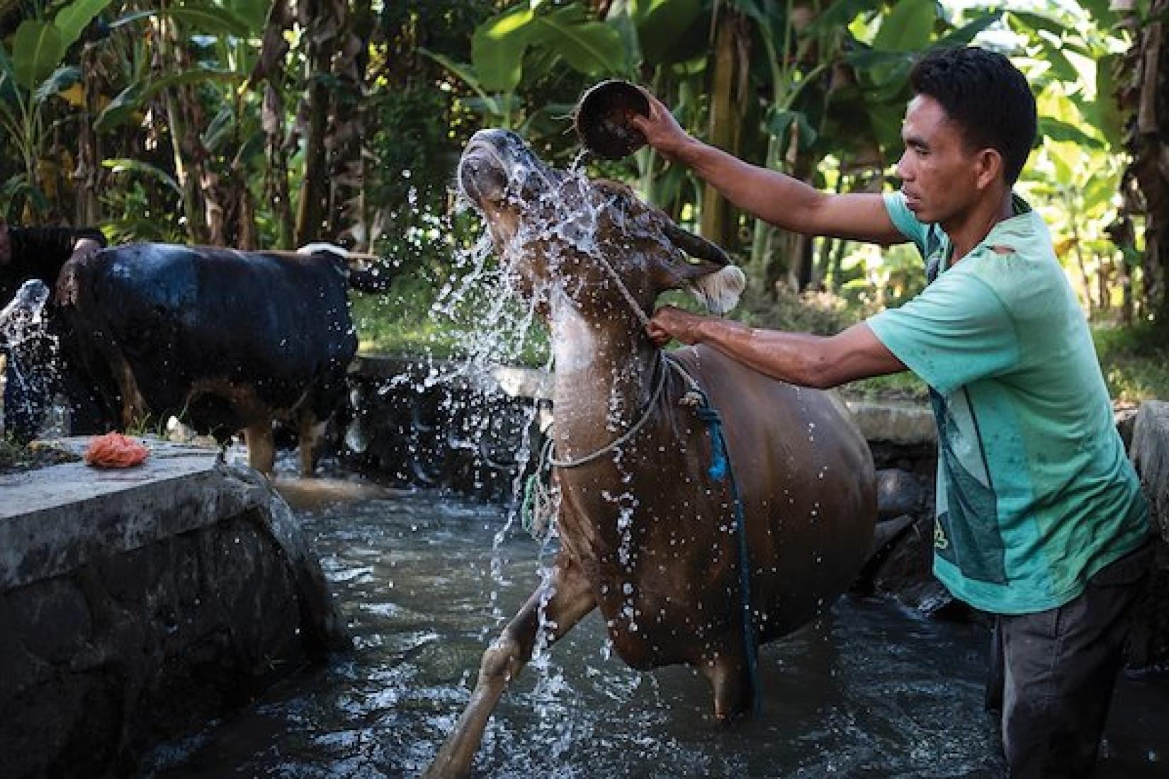 Hardiyanto the treasurer of the cattle group in Karang Kendal Hamlet in Indonesia washes one of his cows. Image: ACIAR/Conor Ashleigh