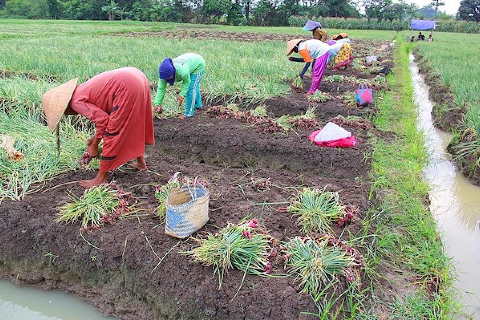 A group of female labourers in Sitanggal village of Larangan district, Brebes region is harvesting shallots. These are daily paid labourers who are hired by a shallot plantation owner. During peak harvest time, these female labourers can work long hours e