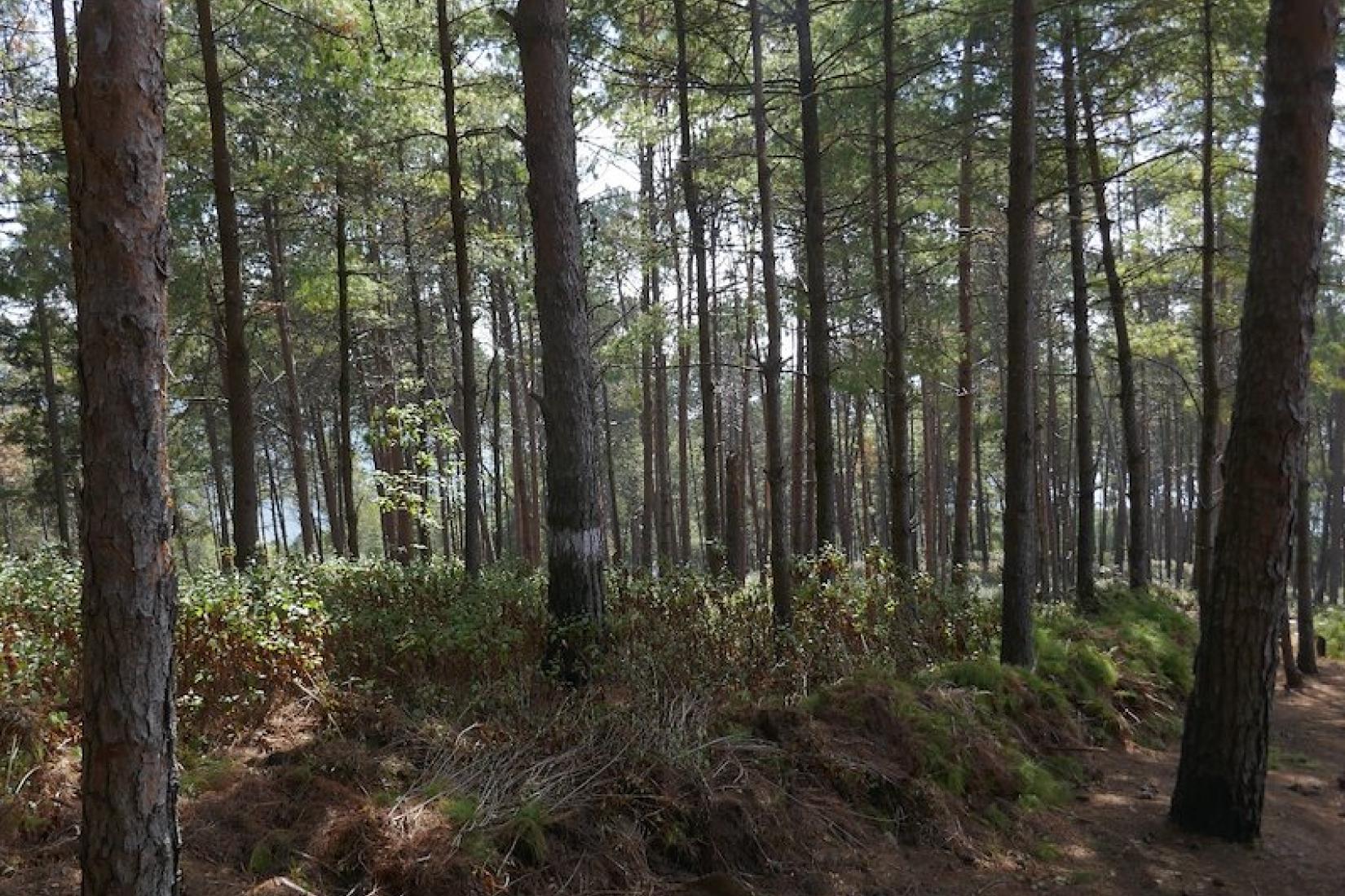 A key focus for the EnLiFT2 project is to help the Community Forest User Groups to make the transition from planting, growing and protecting their forests, to thinning, harvesting and utilisation. At left is a typical 35-40 year-old stand of Pinus roxburghii (Himalayan Pine) that is now mature and no longer growing. It has been thinned in the past but the tree density is such that the canopy is too closed to allow natural regeneration to occur.