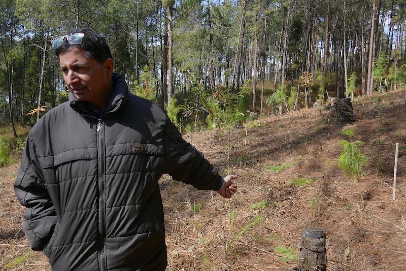 On the right, EnLiFT project researcher Mr Shambhu Dangal from RECOFT - The Centre for People and Forests, Nepal is in a plot that has been thinned down to 15 seed trees/ha, opening up the canopy and allowing prolific natural regeneration of pine and local broadleaf species. Demonstration plots are thinning this regeneration down to 3m x 3m and 1.5m x 1.5m spacings (1,110 and 4440 stems/ha), and measuring and showing the community how these treatments can re-establish the forest without clear felling, thus 