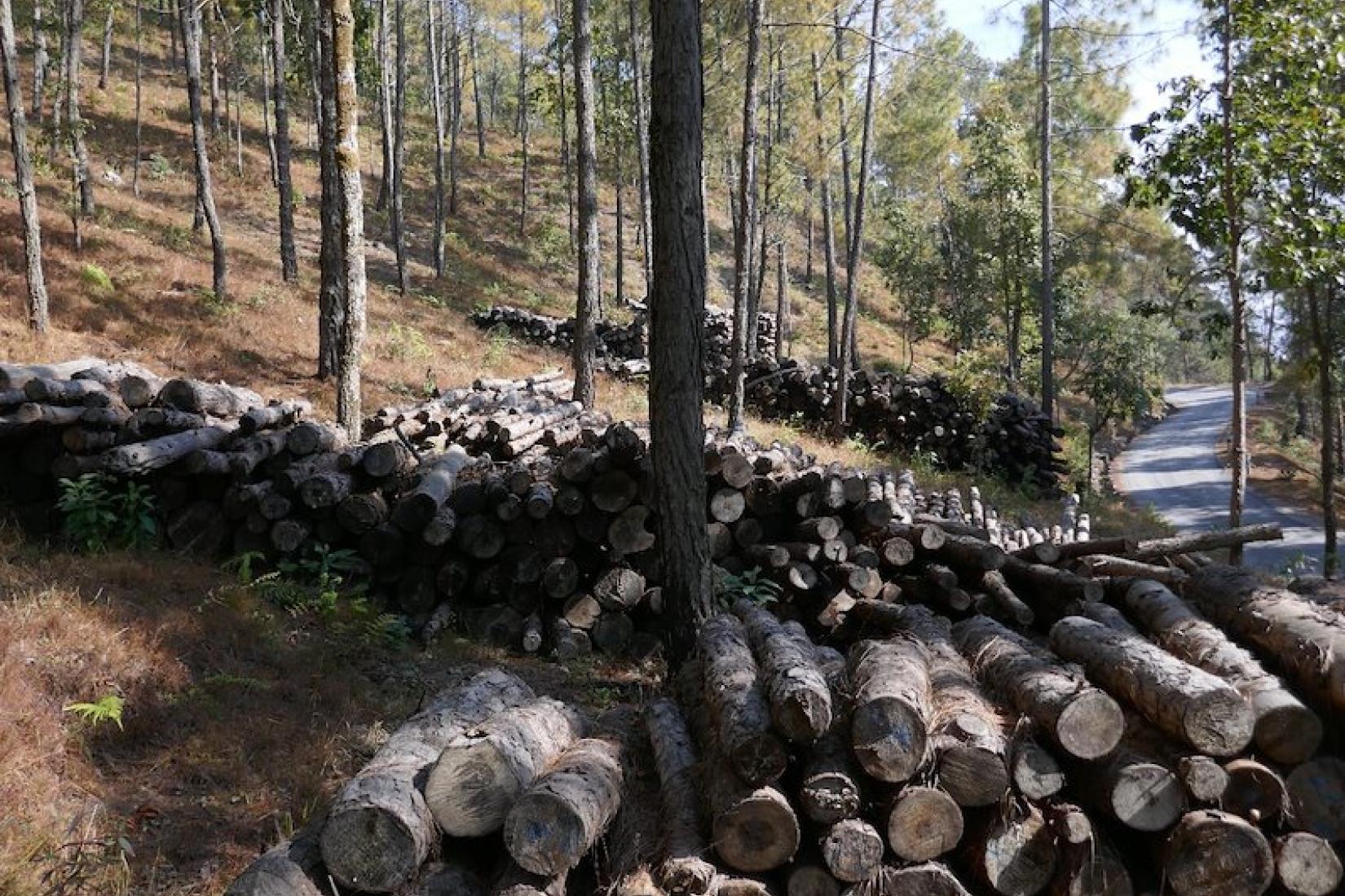 logs from community forests ready to be processed in local sawmills, or sold as round logs at auction.