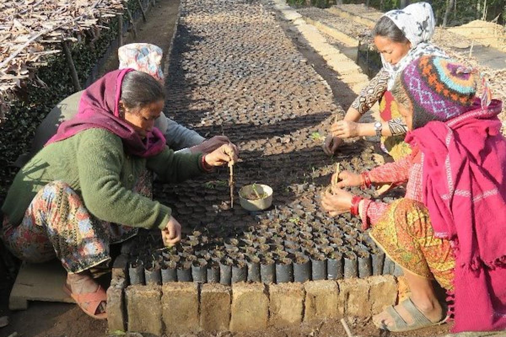 The NAFP established a forestry nursery and training centre at Patlepani near Chautara in 1976.  The centre is not currently in use (although there are plans to reanimate it) but the nursery is still producing well over 100,000 seedlings per year.