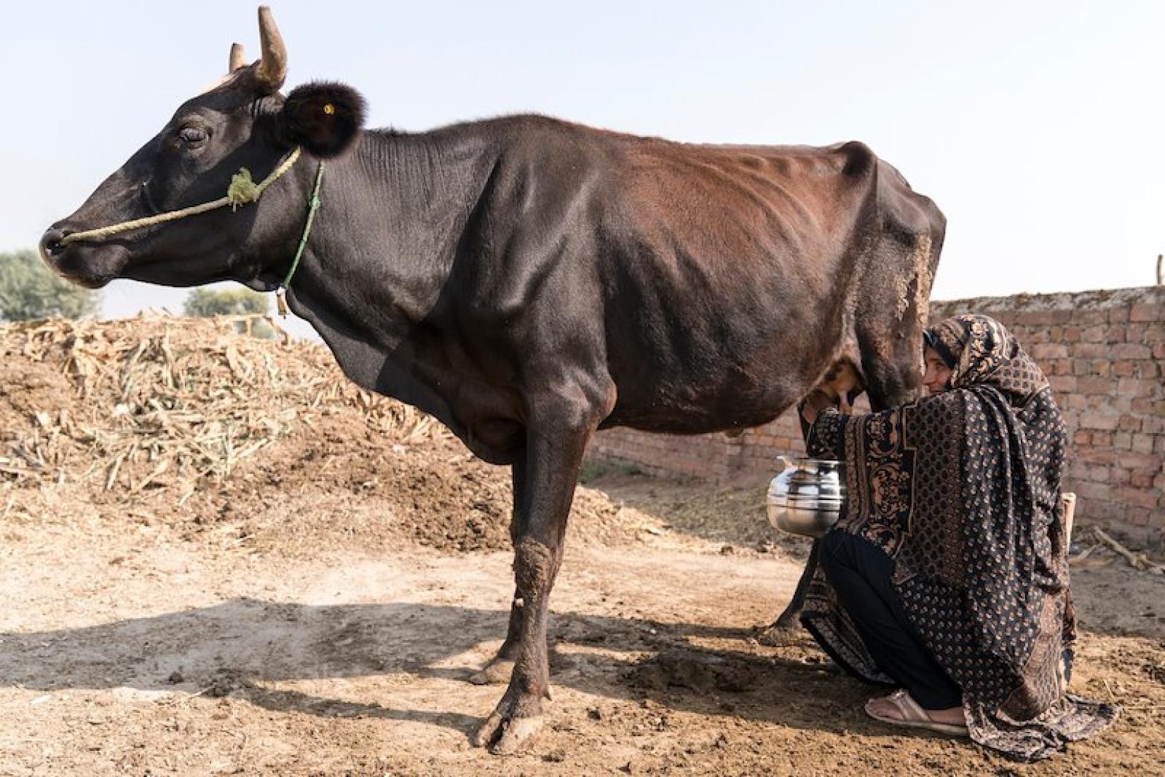 Dairy production in Pakistan increased, with women playing an important role in managing animal health. Image: ACIAR/Conor Ashleigh