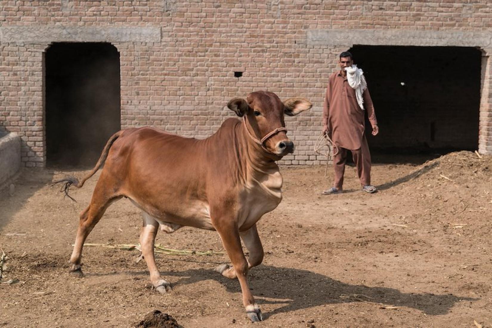 Livestock health and productivity improved due to the changes influenced by the project. Image: ACIAR/Conor Ashleigh