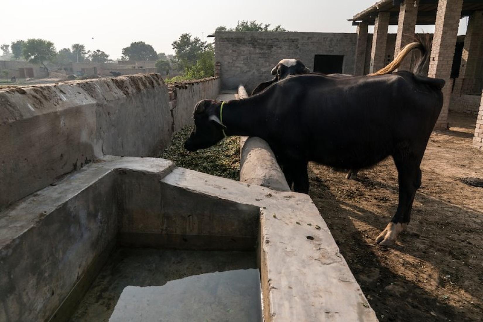 Livestock enjoying nutritious fodder and water on demand as part of the project's recommendation to dairy farmers. Image: ACIAR/Conor Ashleigh