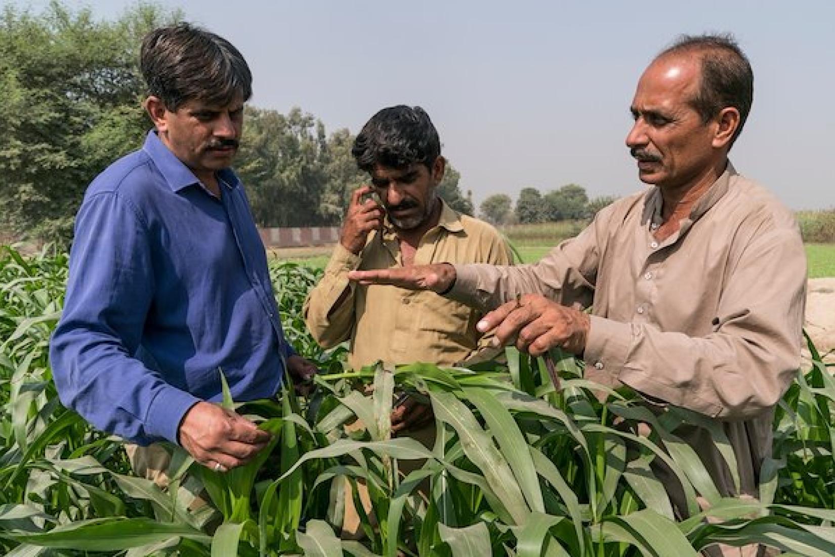 Dr Hassan Warriach from University of Veterinary and Animal Sciences (UVAS) talks with farmer Khadim Hussain (centre) and another farmer from village 83D in district Pakpattan of Pakistan about crops for livestock. Image: ACIAR/Conor Ashleigh
