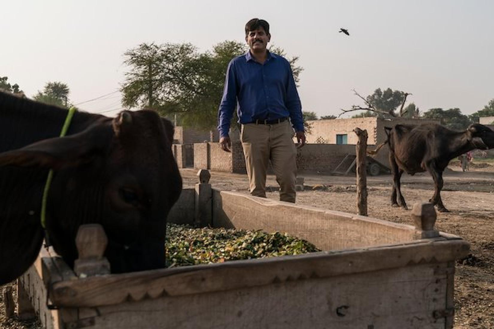 Hassan Warriach watching livestock eat the nutritious fodder, an improvement influenced by the project. Image: ACIAR/Conor Ashleigh