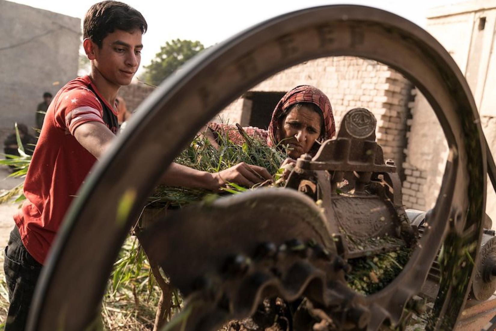 In 83D Village most families only receive electricity for a few hours each day. For Sarwar Bibi one of the most important tasks to do during this time is chopping fodder for her animals. Image: ACIAR/Conor Ashleigh