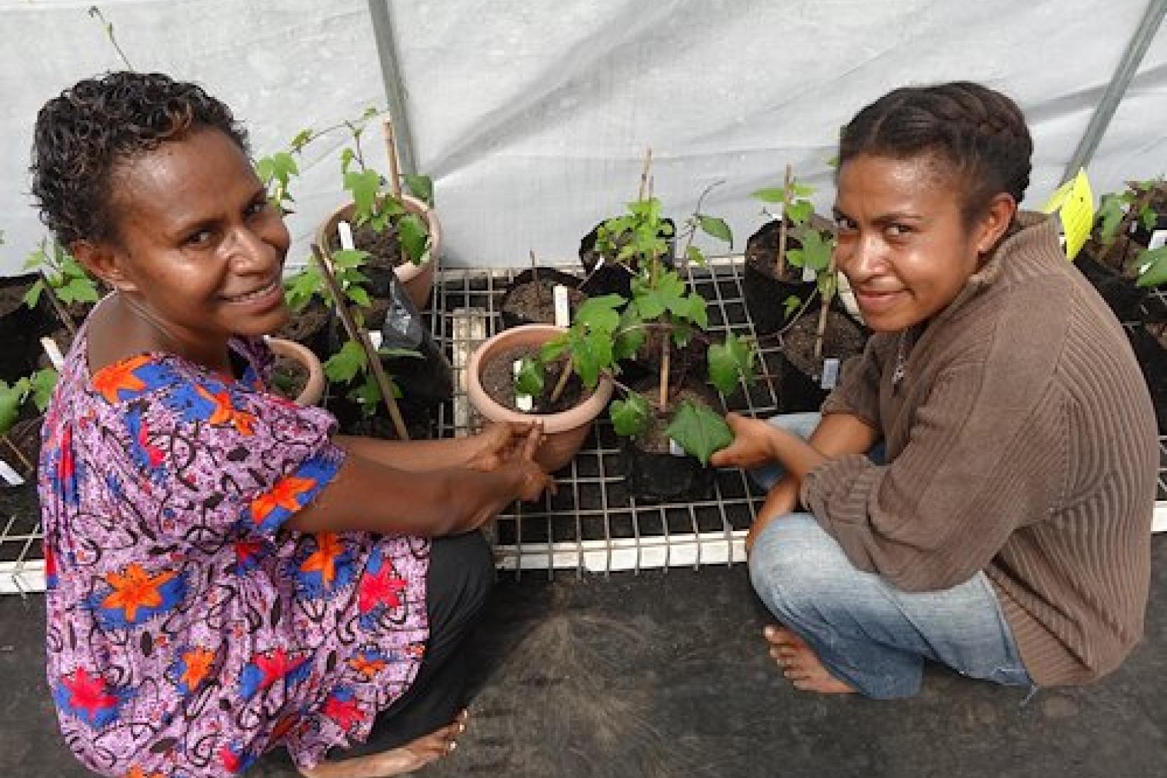 Myla Deros (left) and assistant Janet Lali inspect sweetpotato grafted to Ipomoea setosa