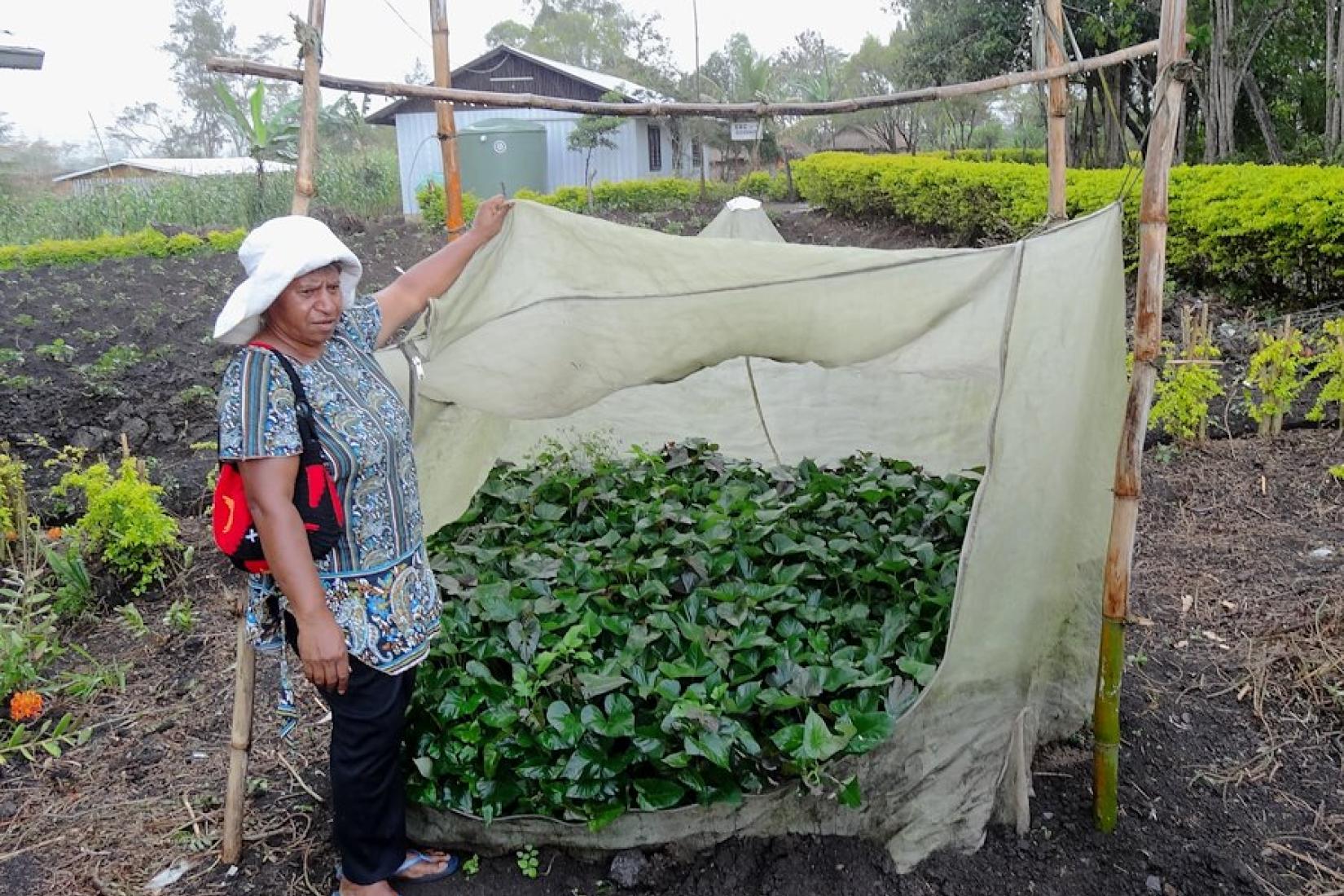 Agnes Jonah with PT sweetpotato in village screenhouse