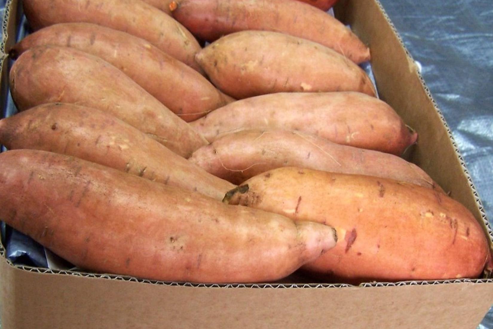 A box of PT sweet potatoes