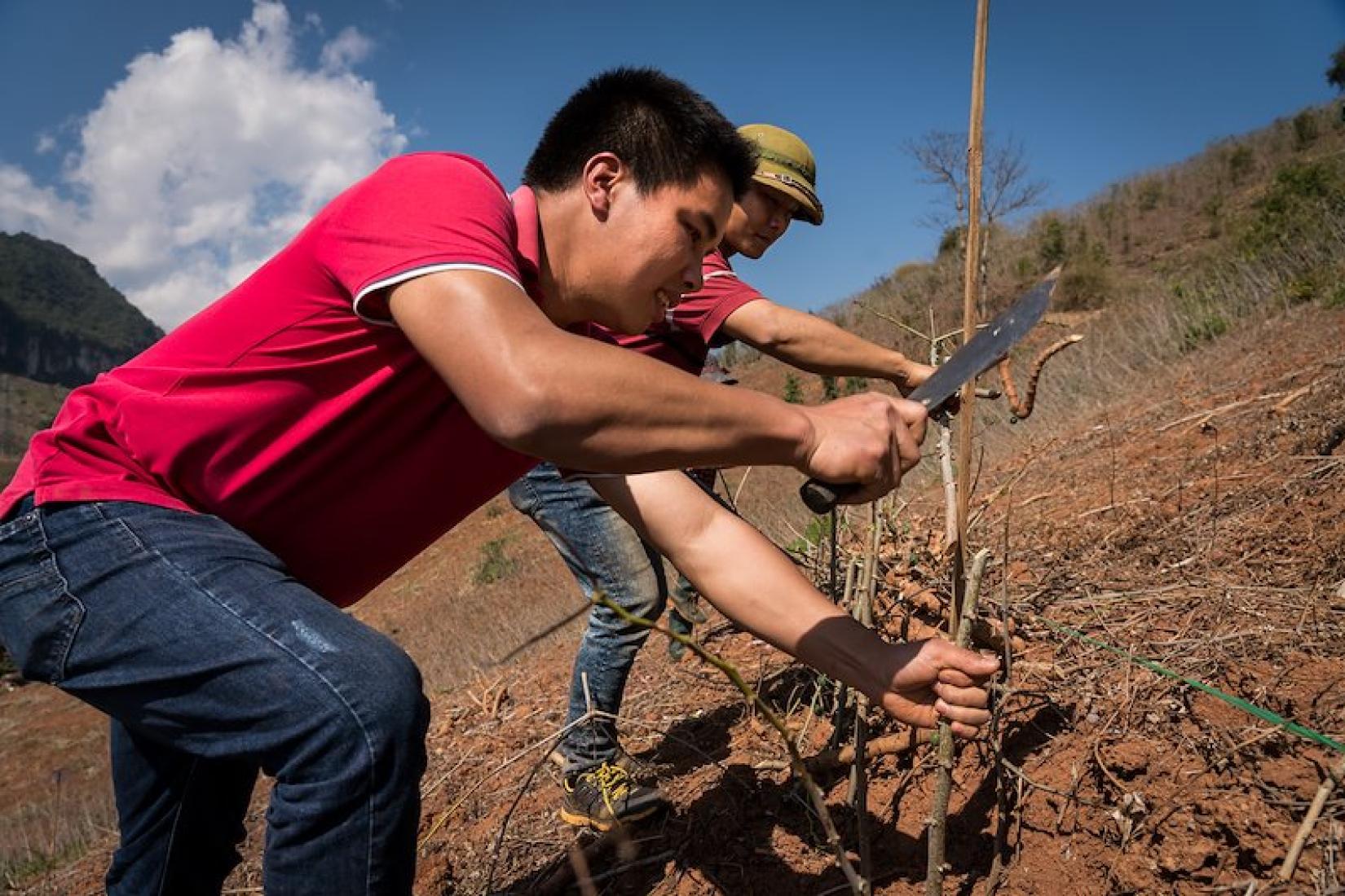 Phan Huy Chuong from NOMAFSI planting cassava on sloping terrain in Sơn La Province.