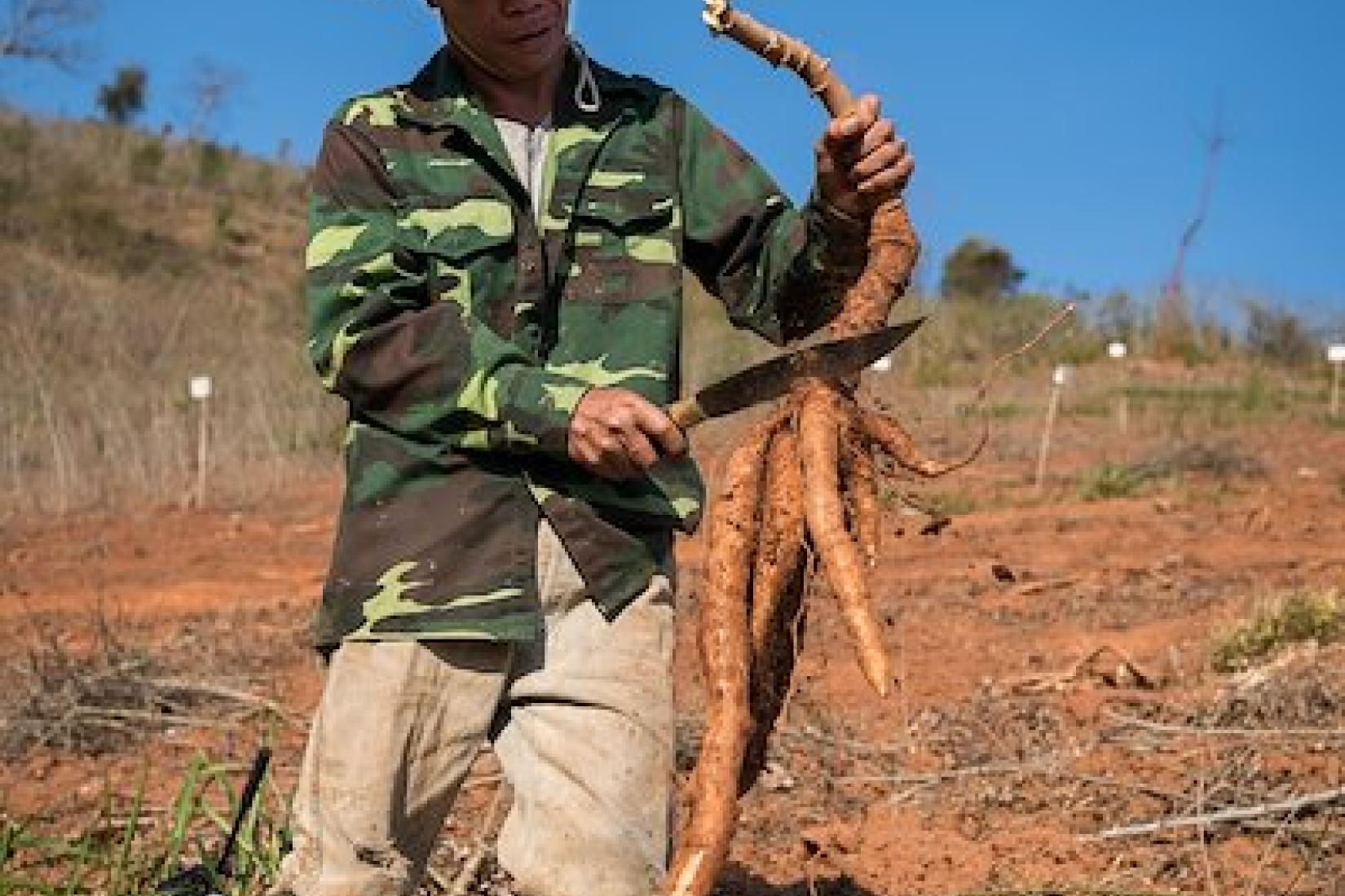 Luong Van Non, a smallholder farmer in Sơn La Province, harvesting cassava.