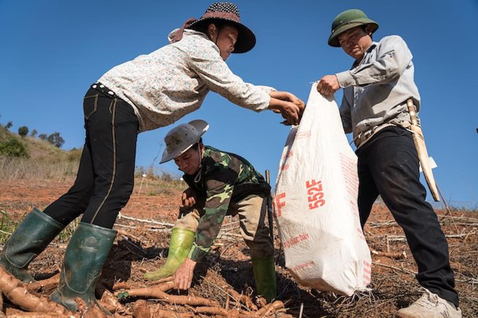 Luong Van Non (middle) and his wife, Lo Thi Nuong (left), harvesting cassava.