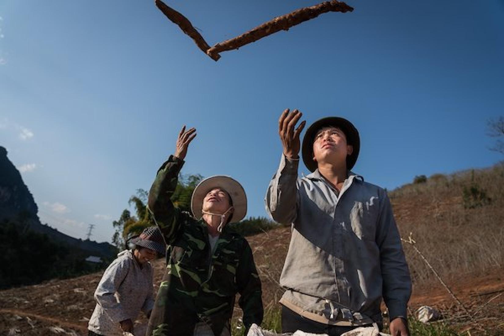 Luong Van Non (left) and his son, Luong Van Nguyen (right), during a cassava harvest