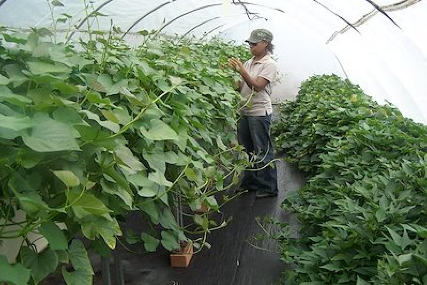 Dorcas Homare examines virus-free sweetpotato in the screen-house