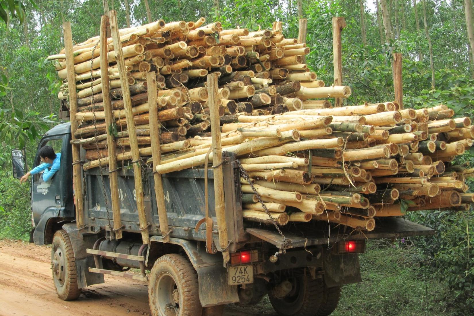 Truck loaded with Acacia timber logs