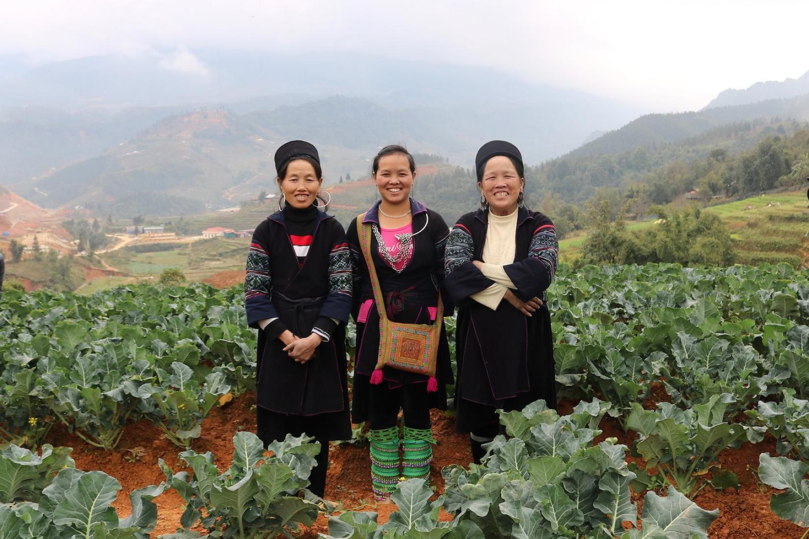 Three H'mong women standing in a crop of leafy vegetables