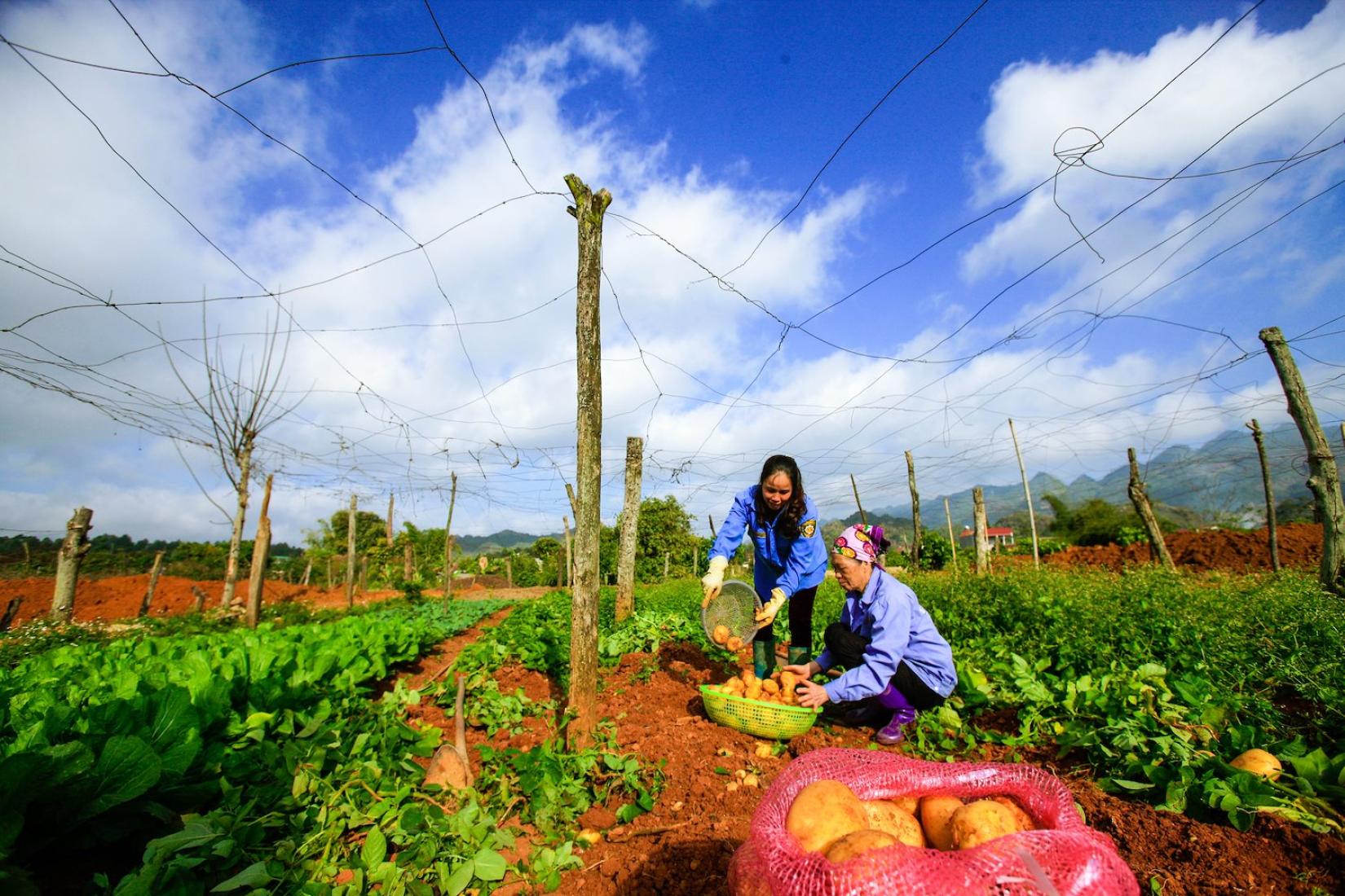 Two women collecting potatoes from a field of crops