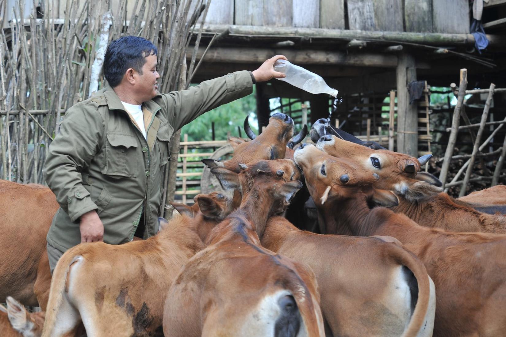 Man feeding group of calves with a bottle