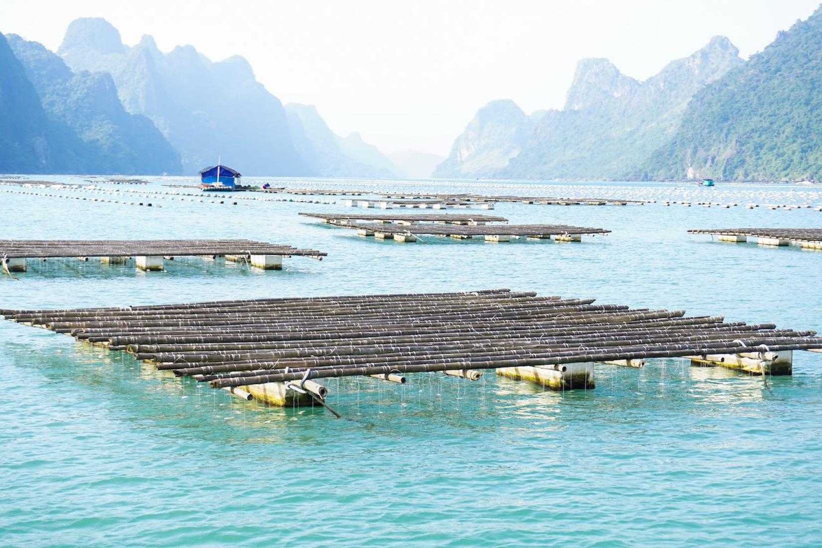Many floating oyster farms in the ocean - large panels of logs with lines hanging into the water