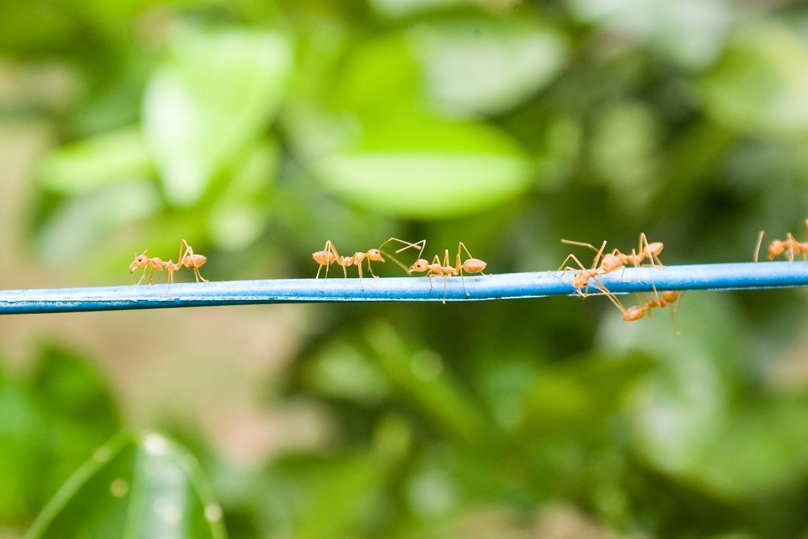 Close up of six ants walking across a wire