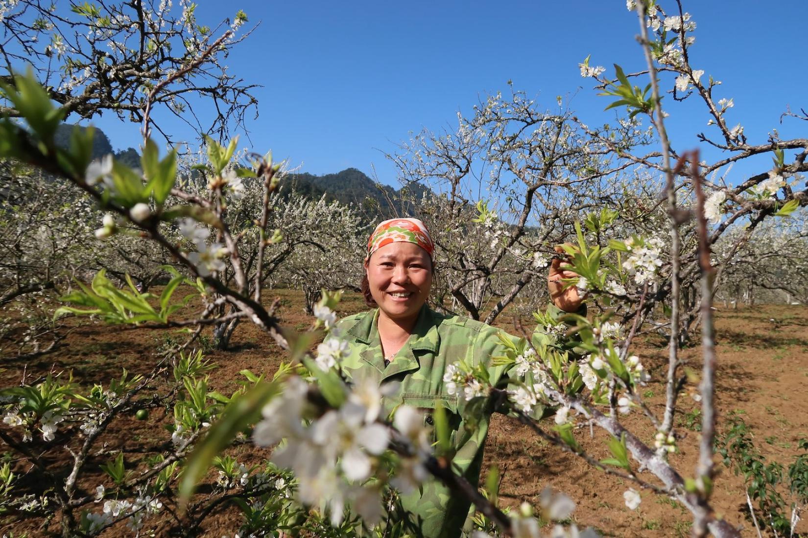 Women with headscarf standing among blossom trees