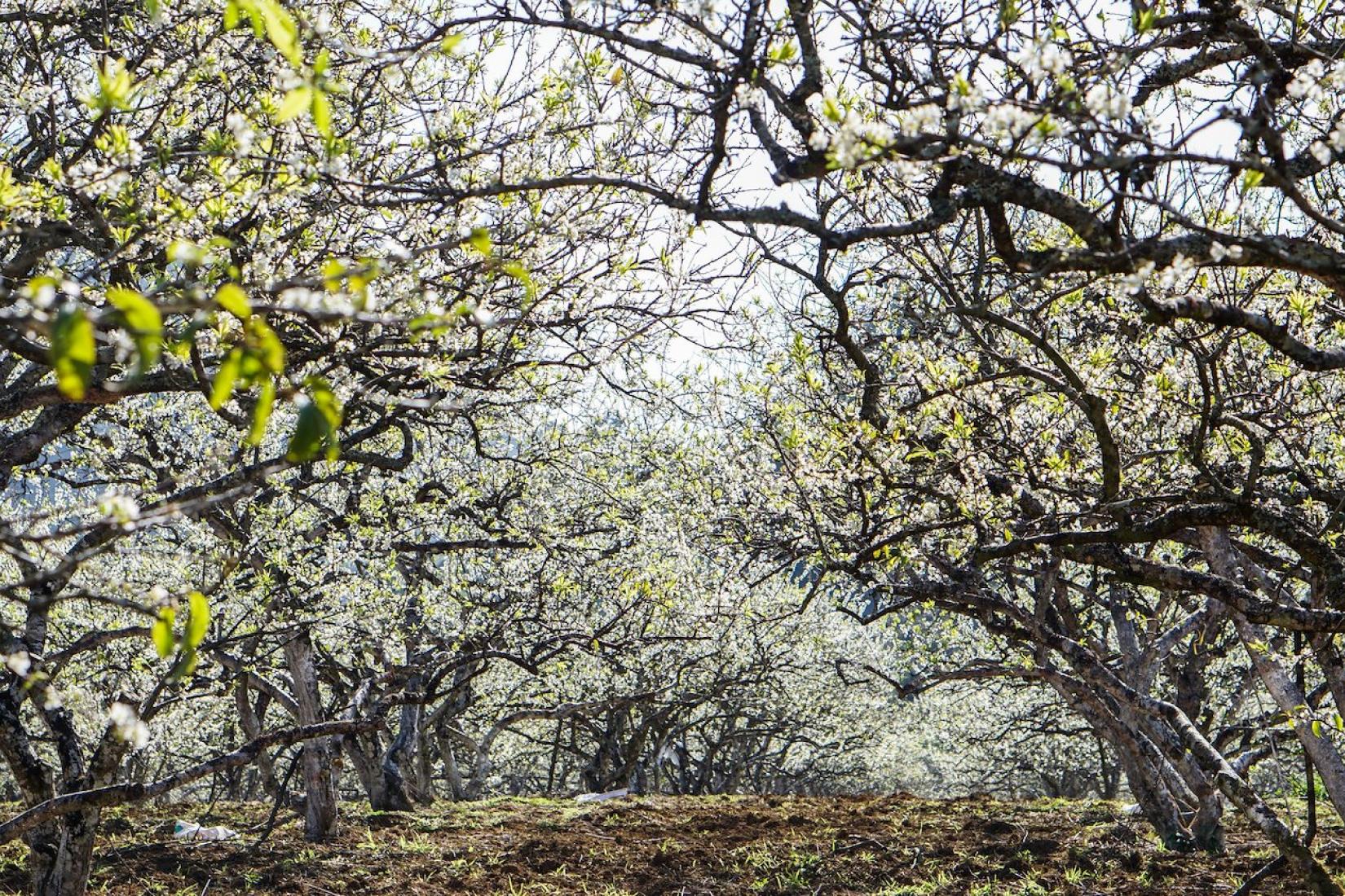 Many plum blossom trees 