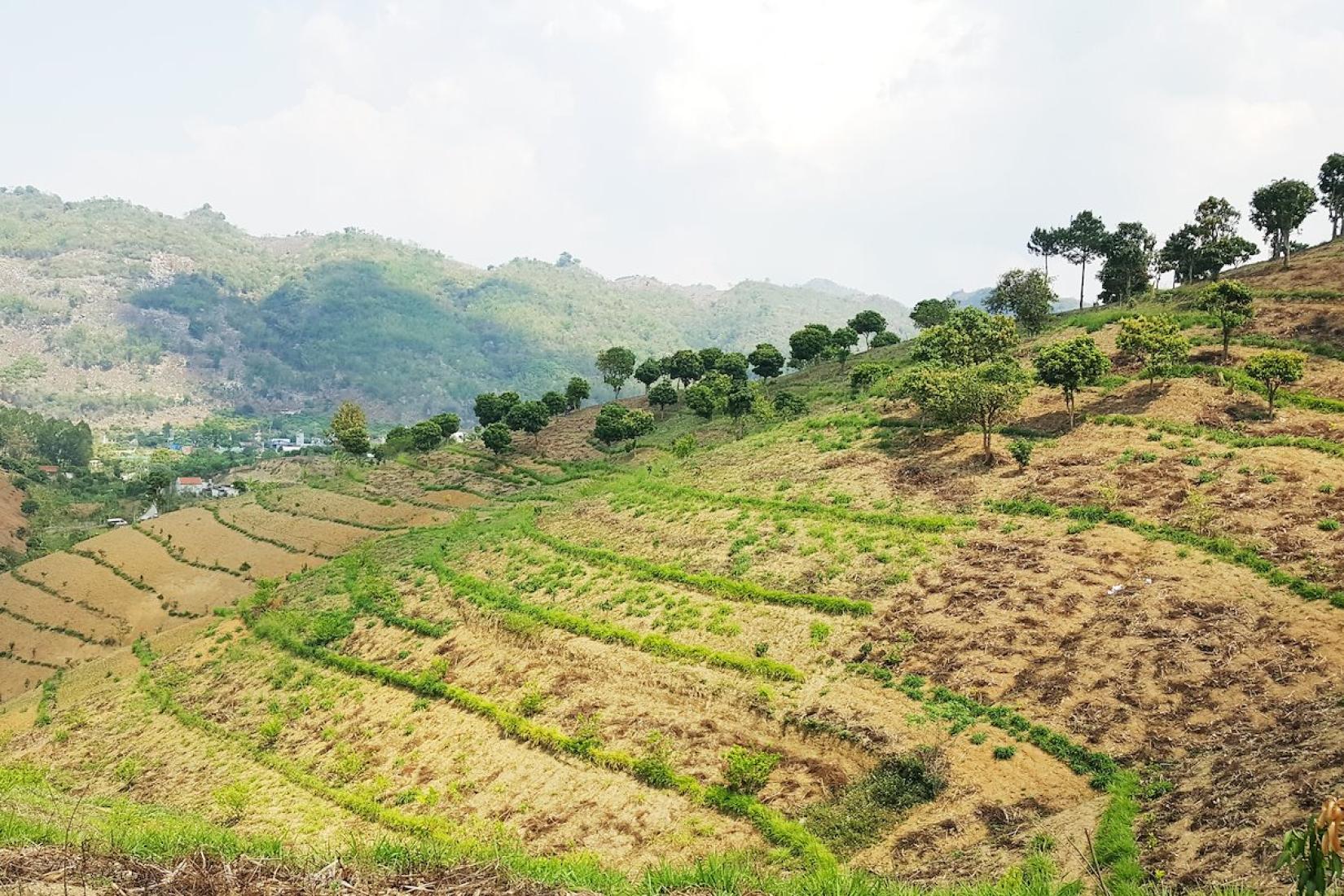 New agroforestry plantation