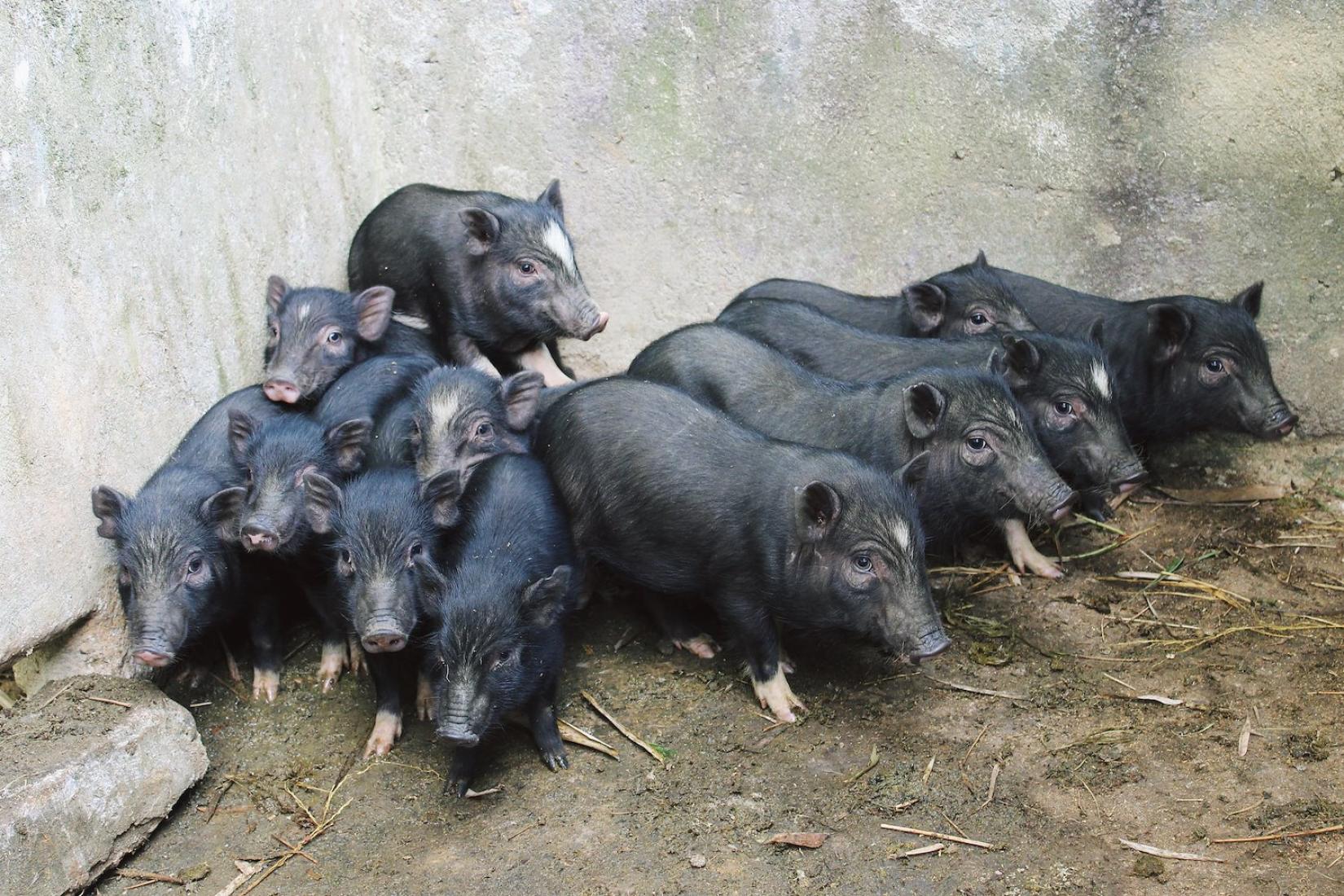 A group of black piglets