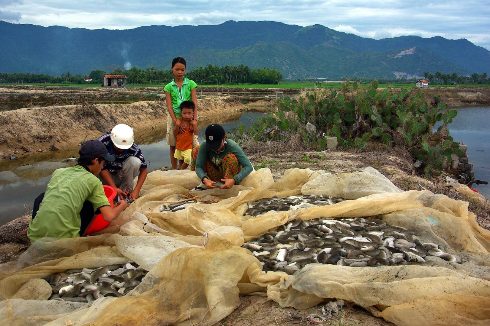 Three people inspecting a large net containing sea cucumbers with two children watching on