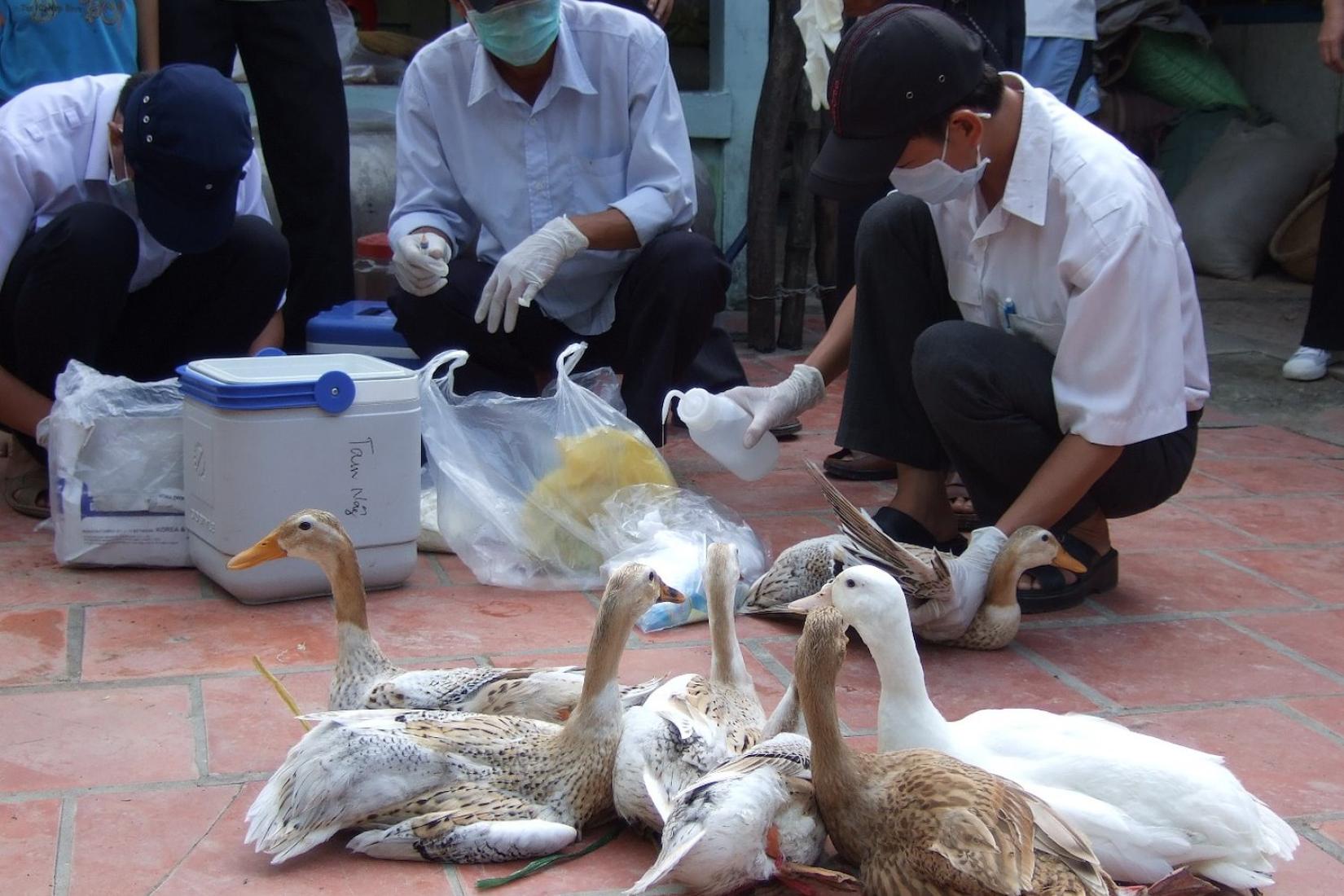 Group of ducks next to a group of men with face masks and rubber gloves