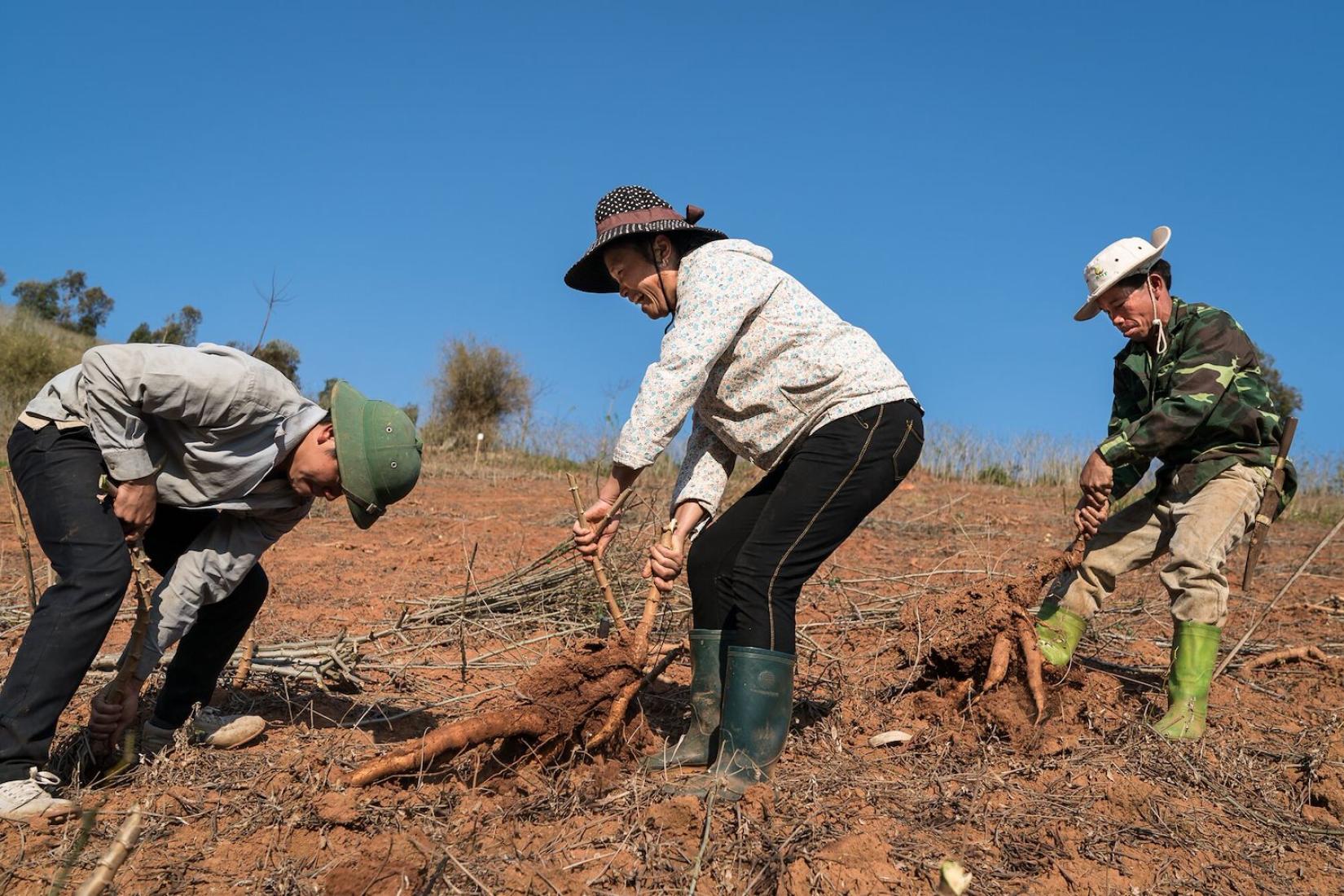 Three people pulling large roots out of the ground