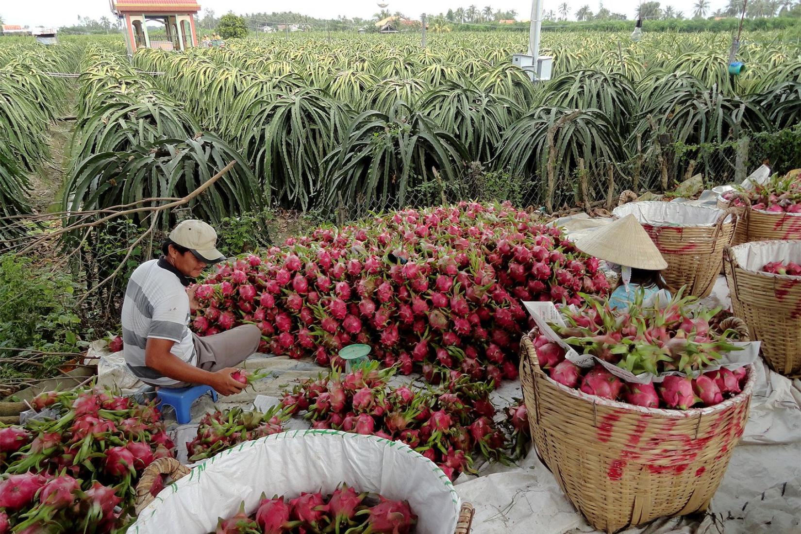 Man sitting among very large piles of dragon fruit