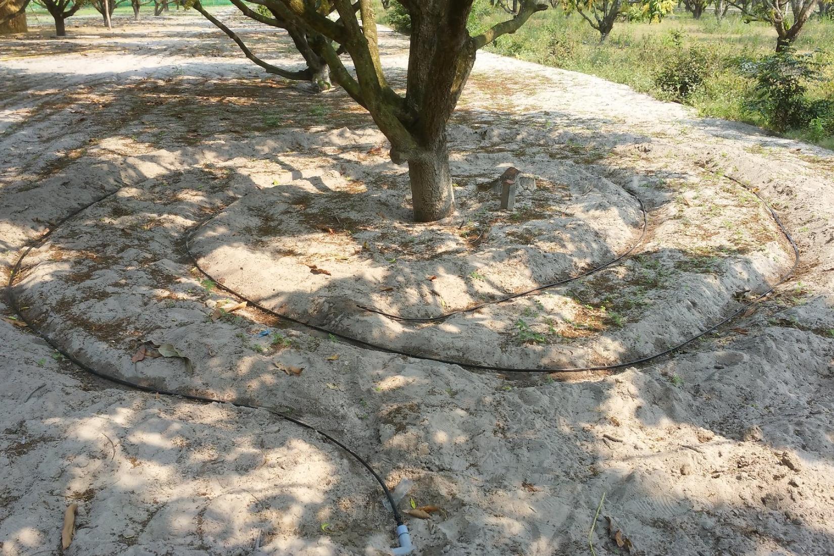 Trees with a drip irrigation system around them