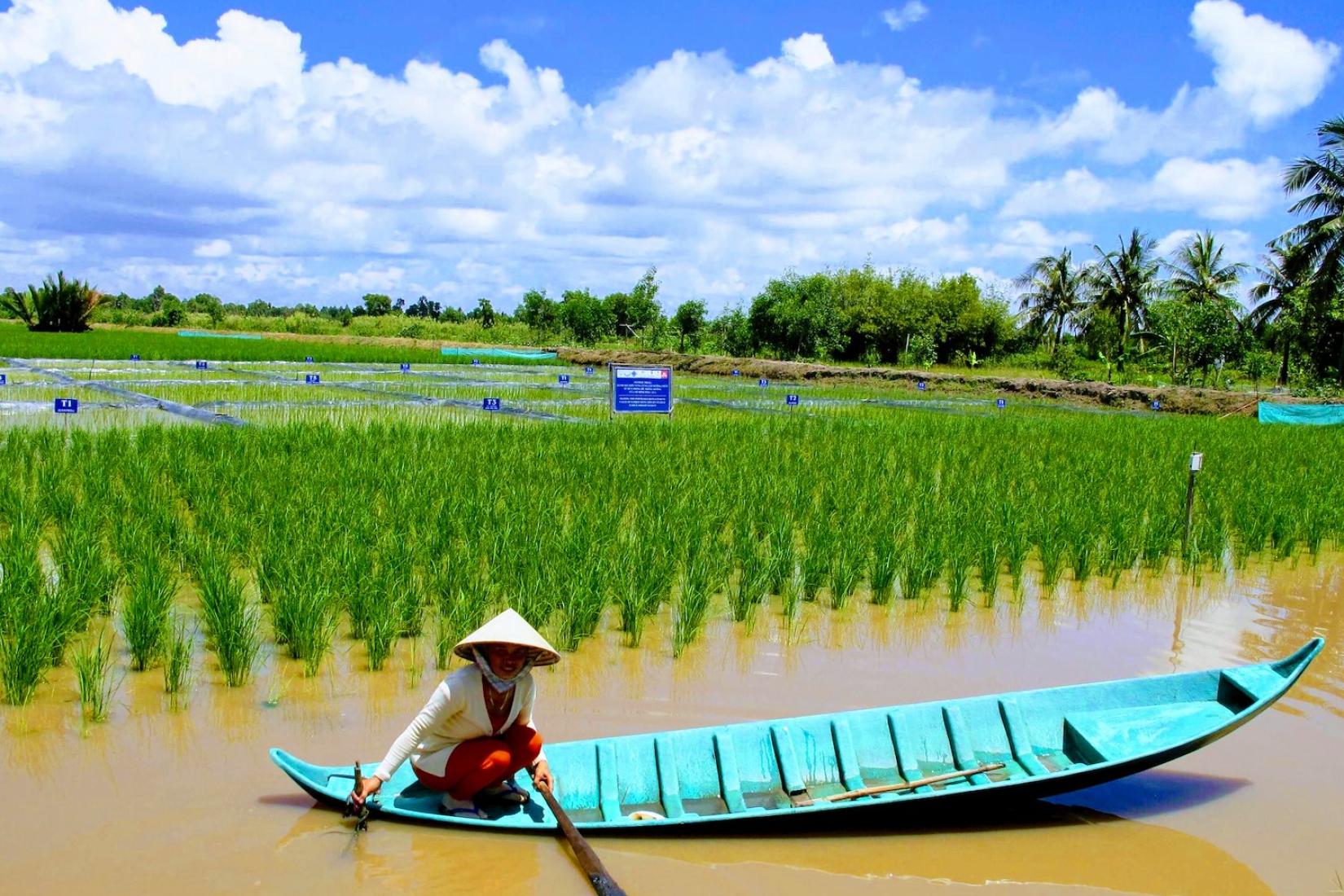 Woman in canoe in a pond of rice-shrimp crops